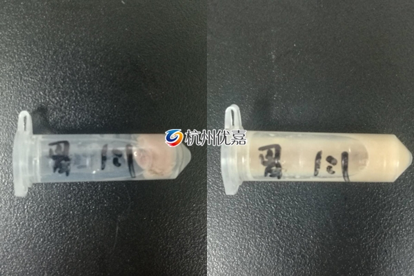 全自動快速研磨儀研磨小鼠胃的方法